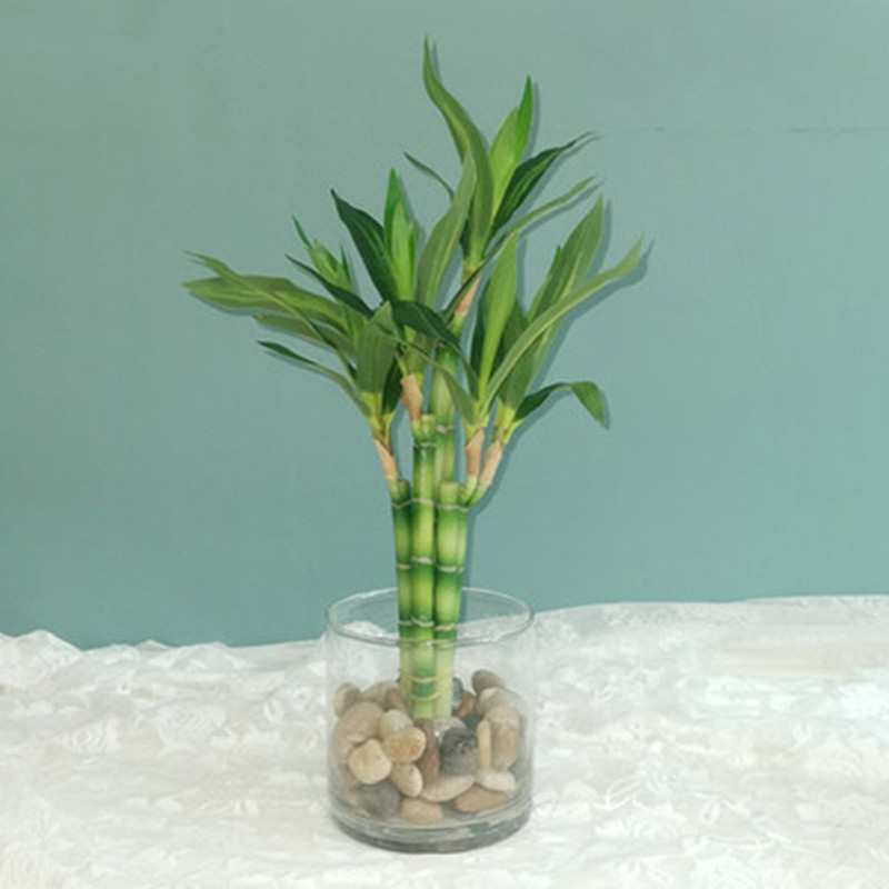 Snake Plant - 새로운 40cm 인조 행운나무 다육식물 가짜