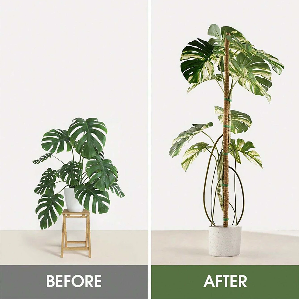 몬스테라 식물용 이끼 지지대, 실내 덩굴 식물 지지대, - Plant Support Stake 리뷰 및 가격