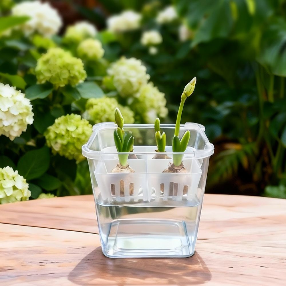 튤립과 백합을 심을 수 있는 투명한 수경 재배용 화분, - Indoor Plants 리뷰 및 가격