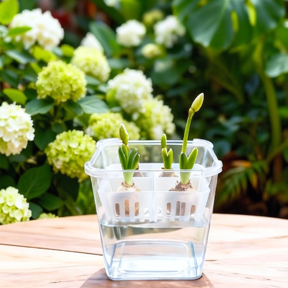 튤립과 백합을 심을 수 있는 투명한 수경 재배용 화분, - Indoor Plants 리뷰 및 가격
