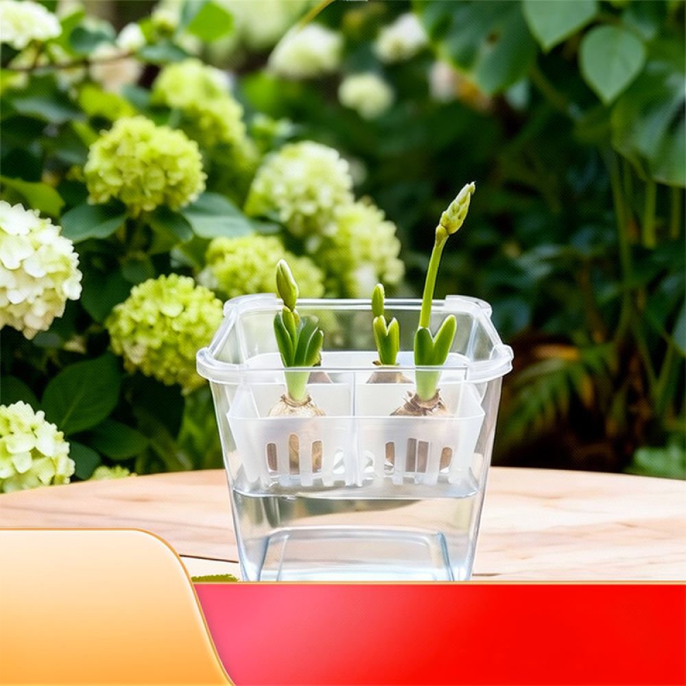 튤립과 백합을 심을 수 있는 투명한 수경 재배용 화분, - Indoor Plants 리뷰 및 가격