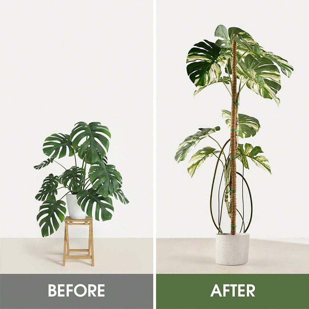 식물용 모스폴, 몬스테라 식물 지지대, 실내 식물 등반 - Plant Support Stake 리뷰 및 가격