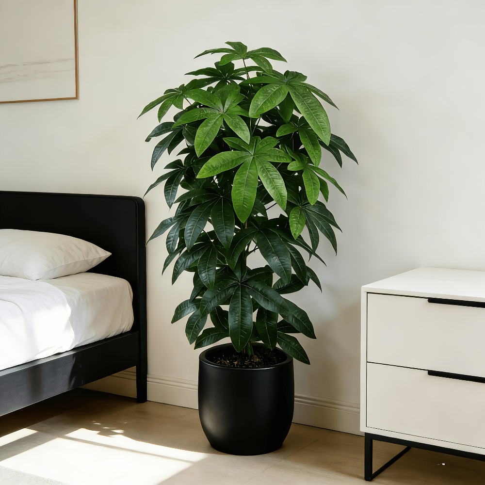 과학적인 돈나무 특징을 지닌 인공 돈나무 파치라 아쿠아 - Snake Plant 리뷰 및 가격